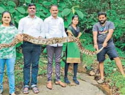 दापोली : दापोलीत आढळला 12 फूटाचा अजगर