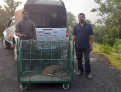 चिपळूण : कुंभार्ली घाटामध्ये जखमी आवस्थेत आढलेल्या सांबराच्या पिल्लाला जीवनदान