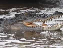 खेड : जगबुडी नदीत पाणी पिण्यासाठी गेलेल्या 2 जनावरांवर मगरीचा हल्ला