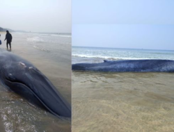 गणपतीपुळे : व्हेल माशाला वाचवण्याचे शर्थीचे प्रयत्न