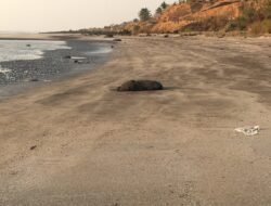 दापोली : समुद्रात पोहायला गेलेल्या पुण्यातील पर्यटकाचा बुडून मृत्यू