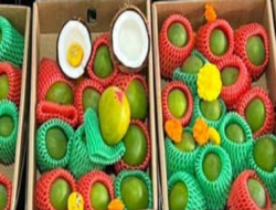 रत्नागिरी : कोकण हापूस आधीच आफ्रिकेचा ‘मलावी’ हापूस बाजारात