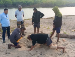 गुहागर : समुद्रकिनारी कासवांच्या 140 अंड्यांचं संवर्धन