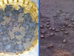 रत्नागिरी : ऑलिव्ह रिडले कासव संवर्धनाची वाट बिकट; विणीचा हंगाम लांबणीवर