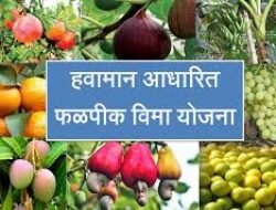 रत्नागिरी : सर्व्हर डाऊनमुळे फळपिक विमा योजनेपासून शेतकरी वंचित, जिल्ह्यात गतवर्षीपेक्षा संख्या घटली