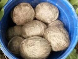 दापोली : भोमडी येथे सापडले 7 जिवंत गावठी बॉम्ब