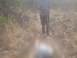 दापोली : बिबट्याचा गायीवर हल्ला