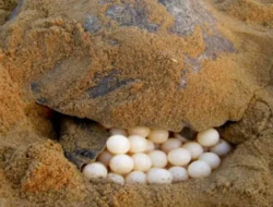 आंजर्ले : कासवांच्या 103 अंड्यांचे संरक्षण