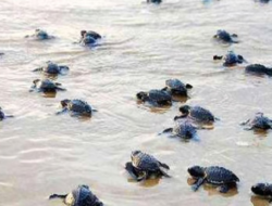 गुहागर : गुहागरात कासवाची १०८ पिल्ले समुद्राकडे झेपावली