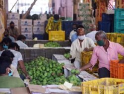 कोकण : हापूस मुंबईच्या बाजारात, सर्वाधिक पेट्या सिंधुदुर्गातून