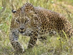 दापोली : जालगावमध्ये बिबट्याचा वावर, ग्रामस्थांमध्ये भीतीचे वातावरण