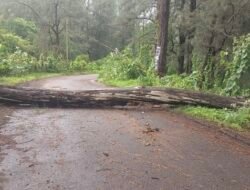 गुहागर : तवसाळ फेरीबोट वर जाण्याच्या मार्गावर झाड कोसळला