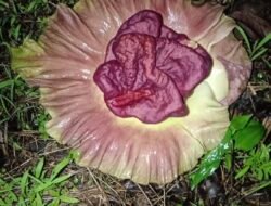 गुहागर : निवोशीत फुलात घडले गणपती बाप्पाचे दर्शन