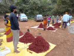 दापोली : सुकी मिरची आली विक्रीला, दर कमी असल्याने ग्राहकांची गर्दी मात्र ˈक्वॉलटीबाबत’ प्रश्नचिन्ह