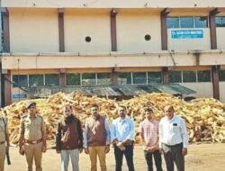 चिपळूण : सावर्डेतील दोन कात कारखाने अवैध