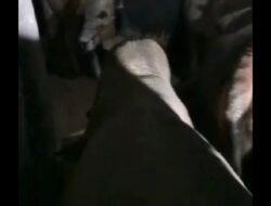 चिपळूण : कुंभार्ली घाटात गुरांची अवैध वाहतूक