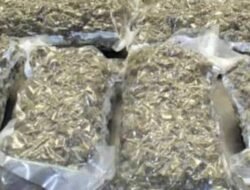 रत्नागिरी : इचलकरंजीतून रत्नागिरीत गांजा घेऊन येणाऱ्याच्या मुसक्या आवळल्या