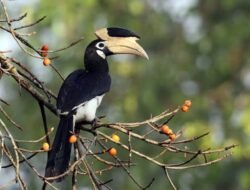 दापोली : हॉर्नबिलच्या पहिल्या घरट्याचा शोध, वाईल्ड ऍनिमल रिस्क्युअर संघटनेकडून शोध