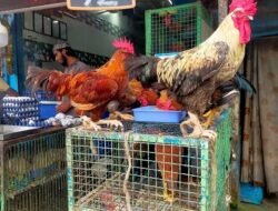 मंडणगड : चिकन दुकानातून 9 लाखांची चोरी, गुन्हा दाखल