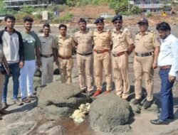 दापोली : हर्णे किनाऱ्यावर आढळला ‘अंबरग्रीस’सदृश पदार्थ; ‘समुद्रातील सुवर्ण’ म्हणून ओळखली जाणारी व्हेल उलटी असल्याचा कयास