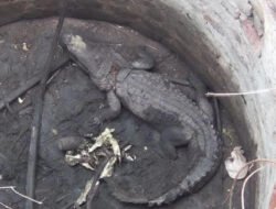 दापोली : विहिरीत पडलेल्या मगरीला बाहेर काढून जाळलं, जिवंत मगरीला ठार मारून जाळणाऱ्याचा शोध सुरू