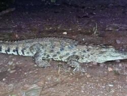 खेड : चिंचघरमध्ये मानवी वस्तीत आली तब्बल चार फूट लांबीची मगर