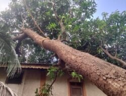 दापोली : दोन घरांवर झाड पडून1 लाख 80 हजारोंचे नुकसान