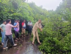 दाभोळ दापोली रस्त्यावर झाड पडल्याने वाहतूक ठप्प, वाहतूक पूर्ववत