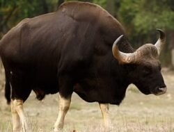 चिपळुण : गवारेड्याच्या हल्ल्यात दुचाकीस्वाराचा मृत्यू