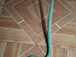 खेड : लोटे-घाणेकुंट परिसरात दुर्मिळ Bamboo Pit Viper (चापडा) सापाचे रेस्क्यू