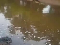 खेड : लोटे एमआयडीसीतील दूषित जलवाहिनी फुटल्याने दूषित पाणी थेट नदीत, मोठ्या प्रमाणात माशांचा मृत्यू