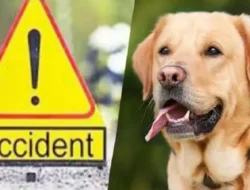 रत्नागिरी : कुत्रा आडवा आल्याने अपघात दुचाकीस्वाराचा उपचारा दरम्यान मृत्यू