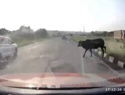 राजापूर : मोकाट गुरांमुळे अपघात; तहसिलदारांचे कडक निर्देश