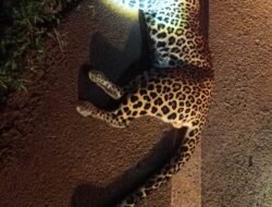 राजापूर : मुंबई-गोवा महामार्गावर ओणी येथे अज्ञात वाहनाच्या धडकेत बिबट्याचा मृत्यू