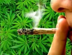 खेड : संगलट मोहल्ल्यातील गांजासह दोन तरुणांना सापळा रचून अटक