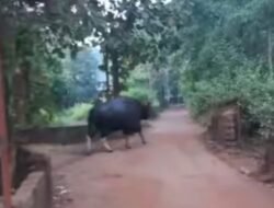 गुहागर : शृंगारतळी बाजारपेठेत ‘रोशन मोहल्ला’ येथे रानरेड्याचं दर्शन