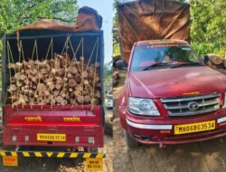 चिपळूण: विनापरवाना खैर लाकूड जप्त, वन विभागाची कारवाई