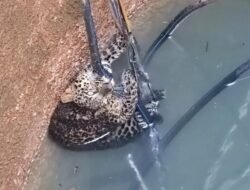 चिपळूण : विहीरीमध्ये पडलेल्या बिबट्याची सुटका