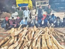 चिपळूण : विनापरवाना खैर वृक्षतोड करणाऱ्या 11 जणांवर गुन्हा