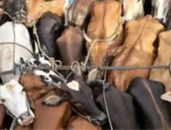 रत्नागिरी : अवैध गुरे वाहतुकीवर पोलिसांचा छापा, दोघे ताब्यात