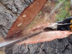 दापोली : शेतकऱ्याच्या शेतातील 19 खैर झाडांची कत्तल; 8 ते 9 लाखांचे नुकसान