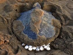 रत्नागिरी : ऑलिव्ह रिडले कासवांची 720 अंडी संरक्षित, पहिले घरटे गुहागर किनाऱ्यावर