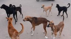 चिपळुण : भटक्या कुत्र्यांचा शाळकरी मुलीवर हल्ला