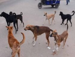 चिपळुण : भटक्या कुत्र्यांचा शाळकरी मुलीवर हल्ला