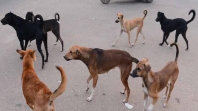 चिपळुण : भटक्या कुत्र्यांचा शाळकरी मुलीवर हल्ला