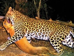 रत्नागिरी : जिल्ह्यातील 105 गावांमध्ये बिबट्याचा संचार, रत्नागिरी तालुक्यात सर्वाधिक बिबटे