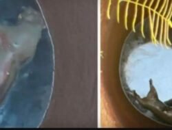 रत्नागिरी : विहिरीत कुजलेल्या अवस्थेत आढळला बिबट्या