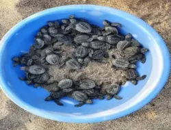 गुहागर : सागरी कासवाची पहिली पिल्लं गुहागर किनाऱ्यावरुन समुद्रात रवाना