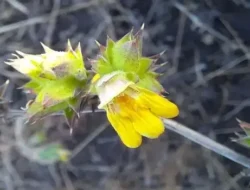 दापोली : ‘कोच’ वनस्पतीच्या नव्या प्रजातीचा शोध