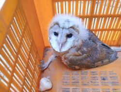 रत्नागिरी : साळवी कुटुंबाकडून दुर्मिळ प्रजातीच्या घुबड पक्षाला जीवदान